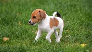 Dieser pinnwand folgen 111 nutzer auf pinterest. Hund Yannie Und Andere Zwitter Drittes Geschlecht Bei Tieren Homberg Efze