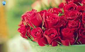 The roses will not bloom unless they get enough. Hd Flowers Red Rose Flowers Rose Rose Flower Bouquet Floral