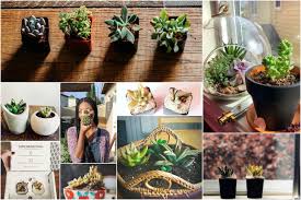 It's as easy as clipping off some leaves. Succulent Studios Unboxing Repotting By Succulent Studios Medium