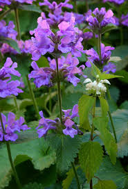 Image result for Stachys aculeolata