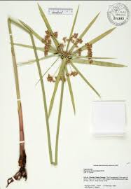 Image result for Cyperus sp.no.7