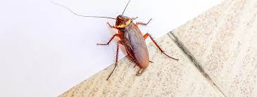 Attempting to get rid of moles on your own is not a task easily done. Pest Control Richmond Hill Q A P Exterminators Animal Removal Services