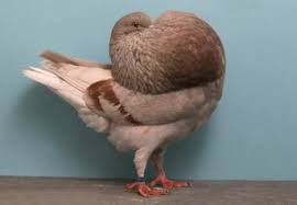 Saat sedang demam, tingkat metabolisme basal tubuh akan meningkat sebanyak 10%. Makanan Burung Merpati Deskripsi Gambar Putih Balap Kolong