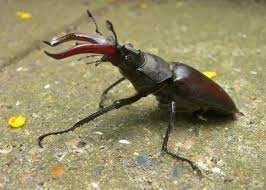 about stag beetles peoples trust for endangered species