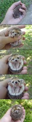 Pin By Carol On Too Cute Baby Hedgehog Cute Baby Animals Cute Animals