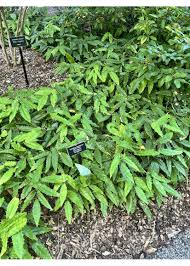 Image result for Synadenium glabratum