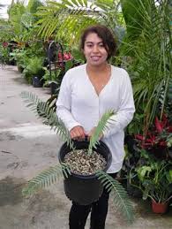 Image result for Encephalartos ngoyanus
