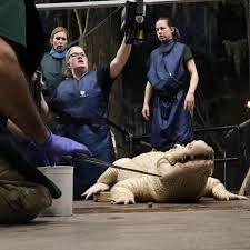 As part of their routine care, our 10 American alligators participated in  examinations to ensure they are healthy. These exams consist of blood  collection and radiographs, which are all a result of