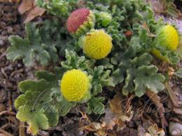 Image result for Grangea