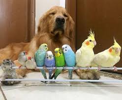 Gorup Gorebileceginiz En Alisilmadik Fakat En Tatli Dostluk Bir Kopek Sekiz Kus Ve Bir Hamster Golden Retriever Hamsterlar Yavru Kopek