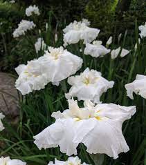 Japanese Irises Finegardening Japanese Iris Iris Flowers White Flower Farm
