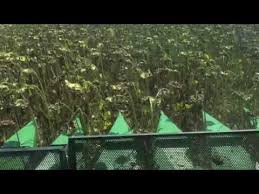 O floare are nevoie de soare. Girom Impex Srl Recoltat Floarea Soarelui 2017 Sumiko Youtube