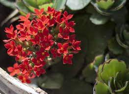Kalanchoe Blossfeldiana Care How To Grow Florist Kalanchoe Kalanchoe Blossfeldiana Red Plants Plants