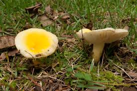 Image result for Russula flavida
