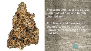 This strain offers big yields, . Mandarin Cookies Strain Hybrid Cannabis Video Cbd Thc Terps Hytiva