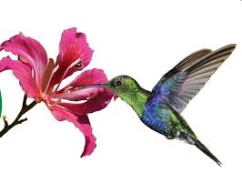 Resultat d'imatges per a "el colibrí"