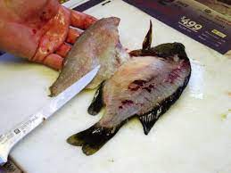 Lay in the coals and turn after a 10 minutes. How To Fillet Bluegills Other Panfish Onthelake Net