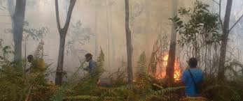 Kebakaran Hutan Simpan Kuala Langat ...