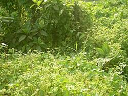 Image result for Mikania sagittifera