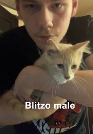 Looking for a kitten in Louisville, KY