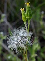 Image result for Senecio aetfatensis