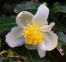 Image result for Theaceae