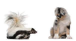 How To Get Rid Of Skunk Odor From Your Dog Yankee Magazine
