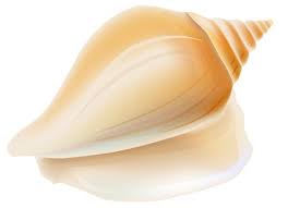 Transparent Seashell Clipart Sea Shells Seashells Seashell Clipart Sea Shells Clip Art