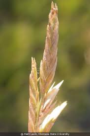 Image result for Volkiella disticha