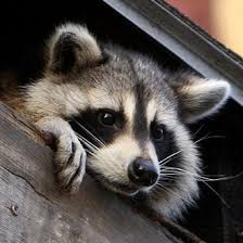 Get to enjoy working the outdoors and working with wildlife and new people. Trusted Wildlife Removal Pest Control In Toronto Mississauga Richmond Hill
