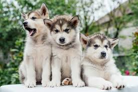 Still, it doesn't really matter how much your dog eats if. Husky Growth Chart When Do Huskies Stop Growing