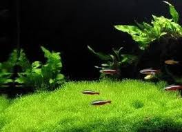 Riccia Fluitans Moss Live Aquarium Plant Planted Aquarium Live Aquarium Plants Live Aquarium