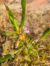 Image result for Hygrophila schulli