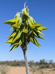 Image result for Crotalaria kirkii