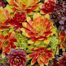 The plants main feature are the fleshy green leaves that grow in all directions. Gold Nugget Hens Chicks Shop Sempervivum Spring Hill