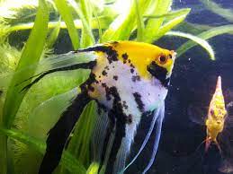 Marble Angel Bellisima