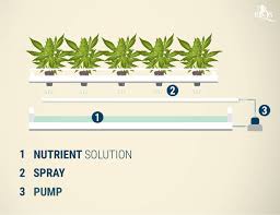 Aeroponics Using Air To Grow Healthy Cannabis Plants Rqs Blog