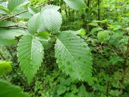 Image result for Ulmaceae