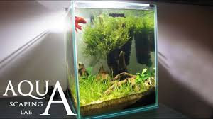 Contoh aquarium aquascape ukuran kecil <40cm. Aquascaping Lab Tutorial Nano Cube Aquarium Size 20 X 20 X 25h 10l Stone Grass And Wood Style Youtube