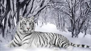 White tiger background download free. White Tiger Wallpapers 1920x1080 Full Hd 1080p Desktop Backgrounds