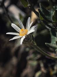 Image result for Hibiscus tridactylites