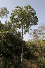 Image result for Anthocleista