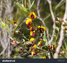 Image result for Acacia eriocarpa
