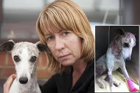 Bank worker's pet whippet 'torn to shreds in frenzied attack by  Staffordshire bull terriers'