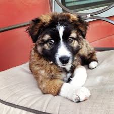 We did not find results for: German Australian Shepherd Mix Puppy German Shepherd Mix Puppies Australian German Shepherd German Shepherd Mix