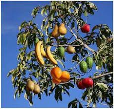 When choosing a fruit tree for a new orchard, consider its winter hardiness, disease resistance and the ripening date of the fruit. 15 Fruit Trees Ideas Fruit Trees Plants Growing Fruit