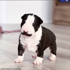 Check spelling or type a new query. Pup Becomes A Viral Sensation Thanks To Her Facial Hair That Makes It Look Like She Has A Mustache Daily Mail Online