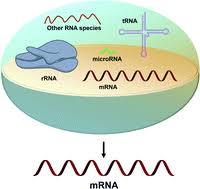 The molecule that would eventually become known as mrna was first described in 1956 by scientists elliot volkin and lazarus astrachan. Methods For Isolation Of Messenger Rna From Biological Samples Analytical Methods Rsc Publishing