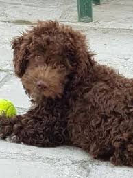 pin on hunde