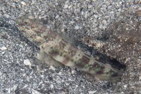 Image result for Grammitis cryptophlebia